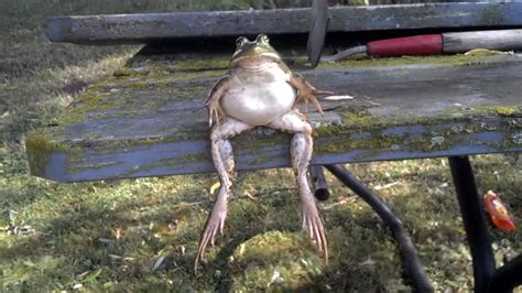 sitting frog meme